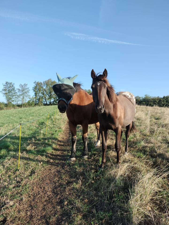Pouliche appaloosa Plein papier 