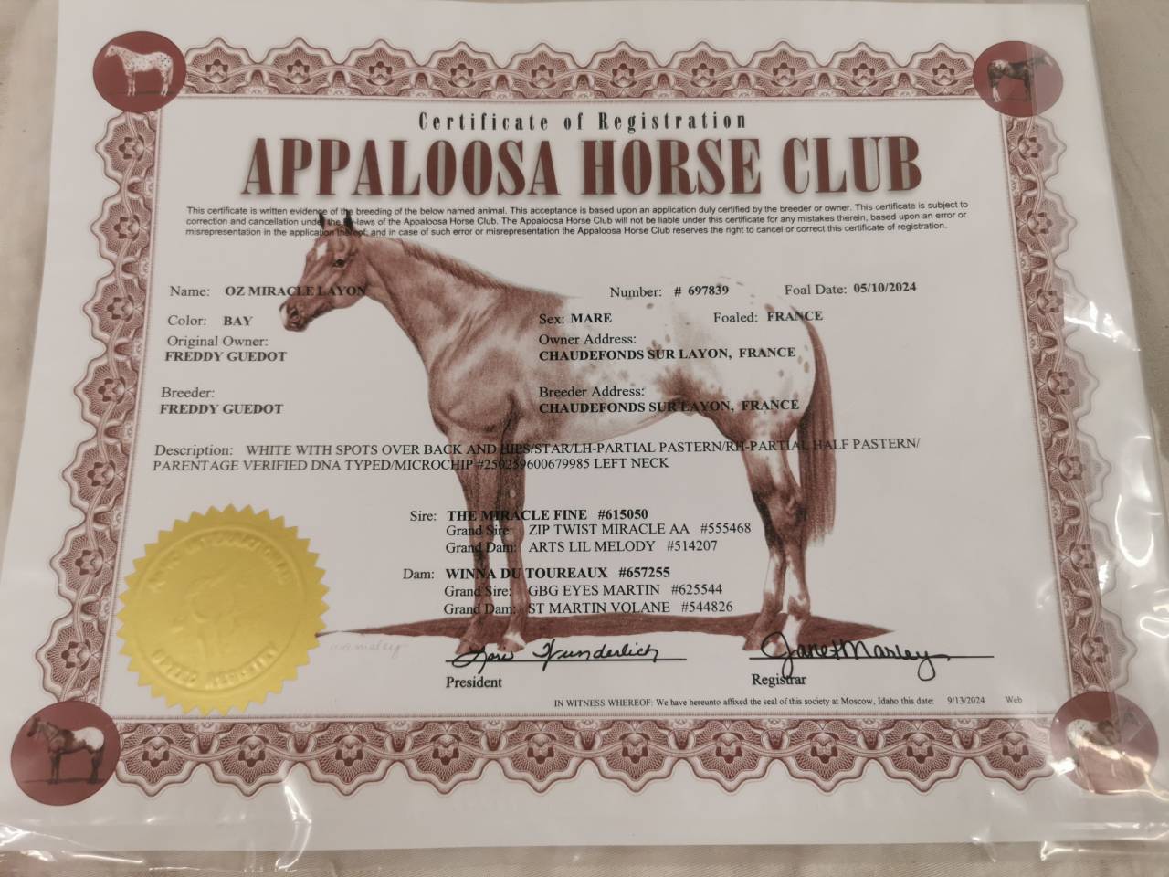 Pouliche appaloosa Plein papier 