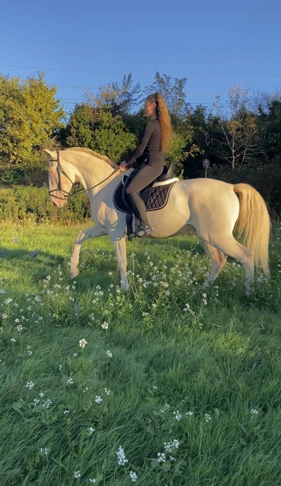 JEUNE CHEVAL LUSITANIEN CREME HONGRE