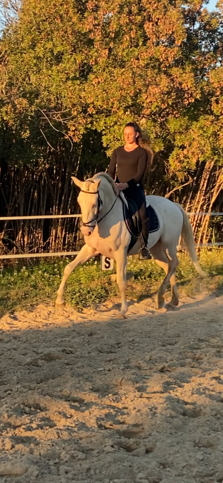 JEUNE CHEVAL LUSITANIEN CREME HONGRE