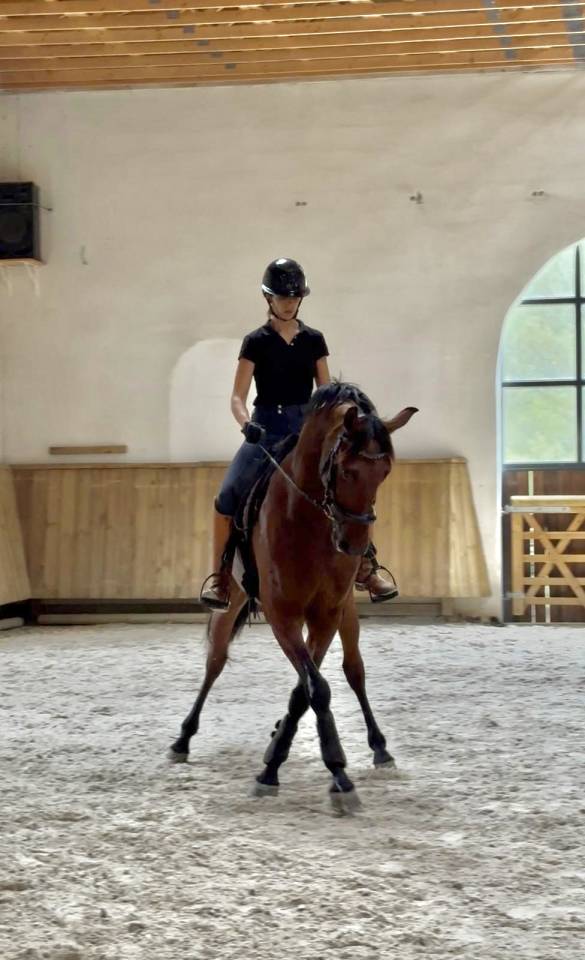 LUSITANIEN HONGRE DRESSE 