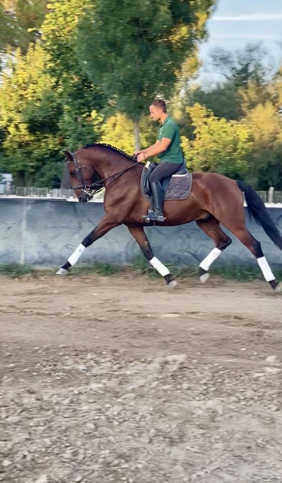 LUSITANIEN HONGRE DRESSE 