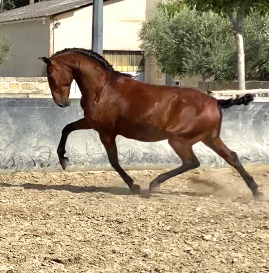 LUSITANIEN HONGRE DRESSE 