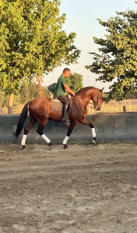 LUSITANIEN HONGRE DRESSE 