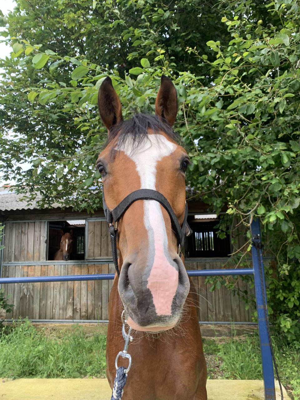 Cheval &agrave; vendre 6 ans 