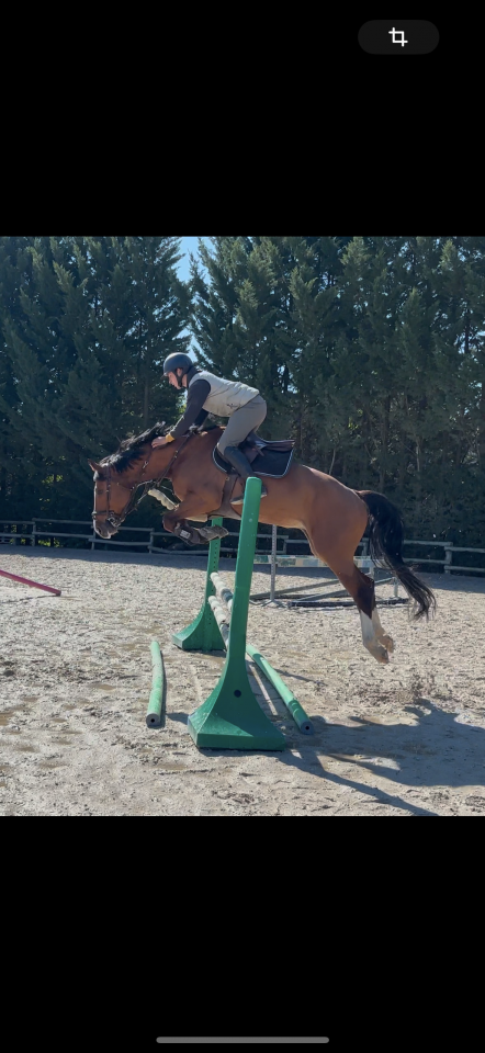 Cheval &agrave; vendre 6 ans 