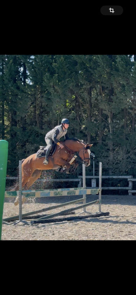 Cheval &agrave; vendre 6 ans 