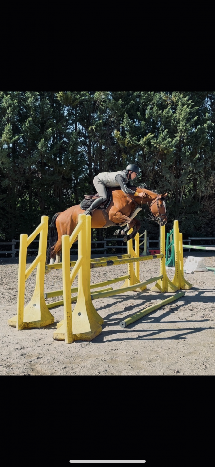 Cheval &agrave; vendre 6 ans 