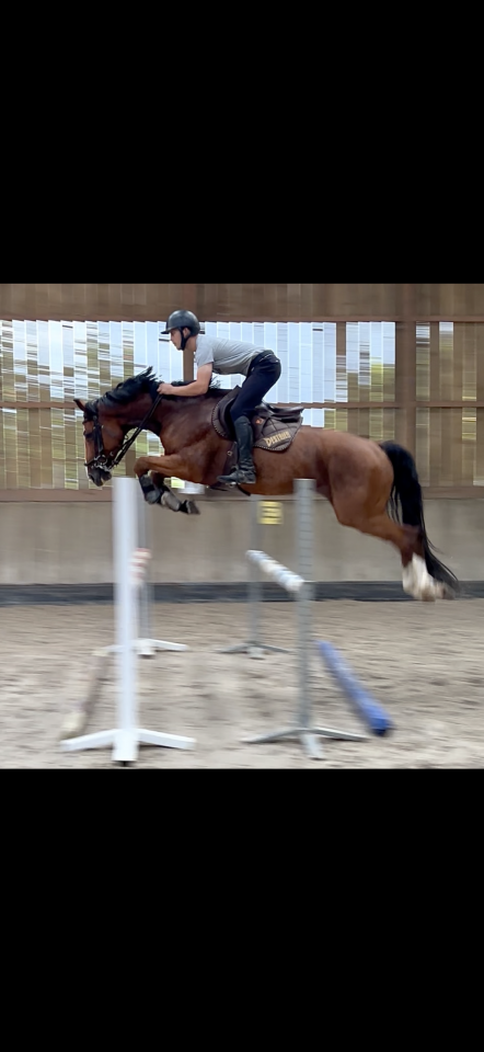 Cheval &agrave; vendre 6 ans 