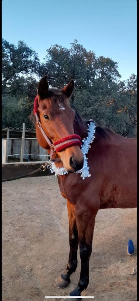 Jument selle fran&ccedil;ais 8 ans 