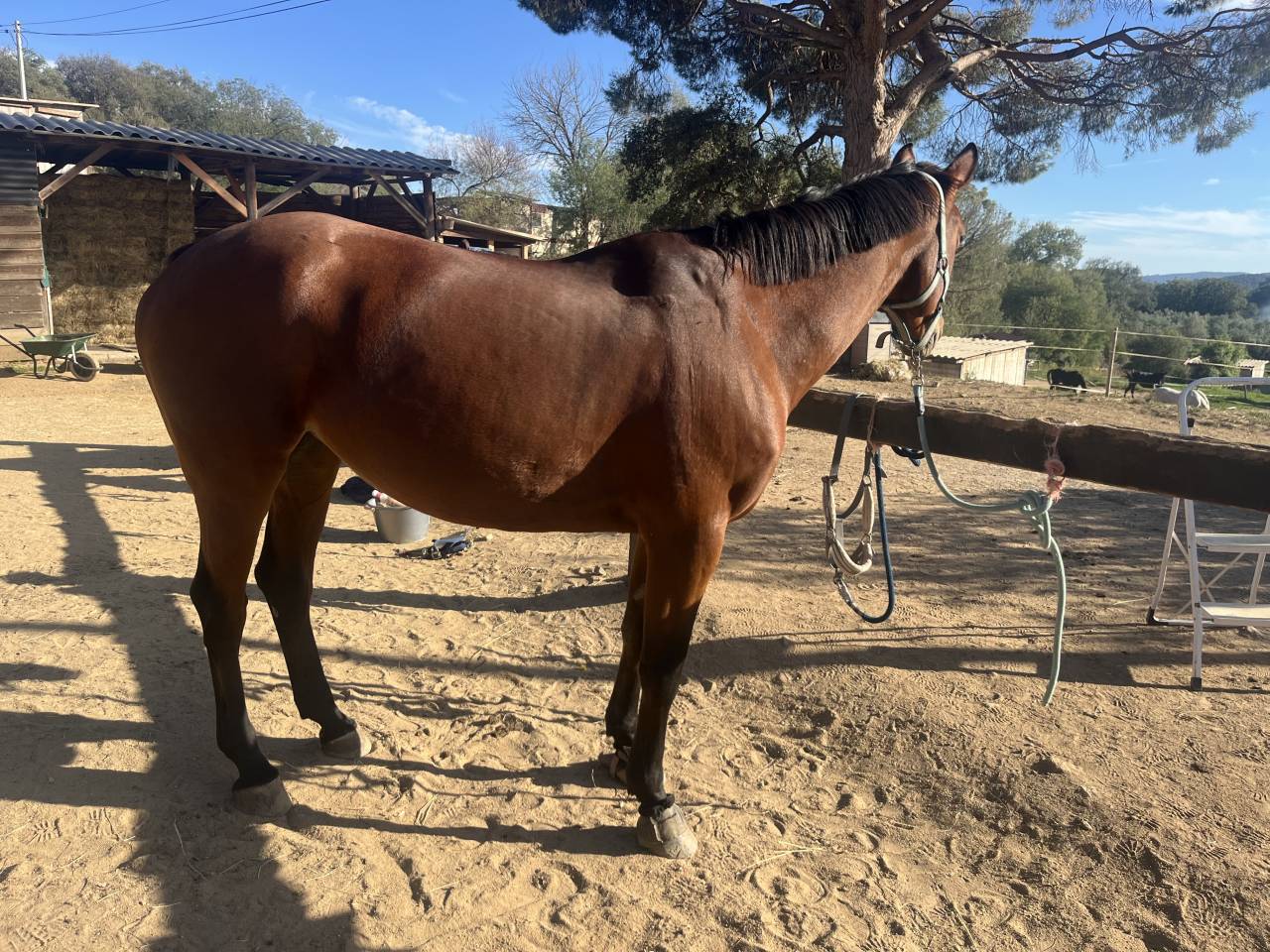 Jument selle fran&ccedil;ais 8 ans 