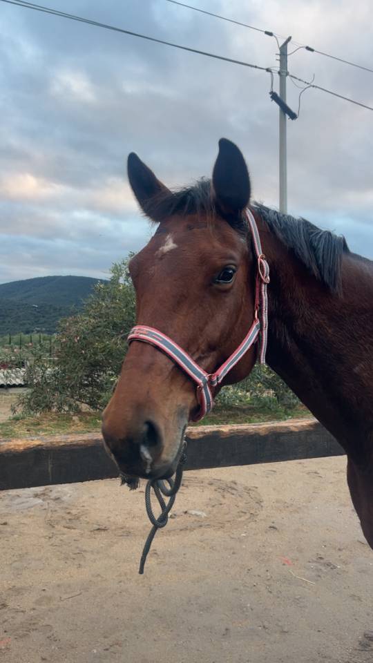 Jument selle fran&ccedil;ais 8 ans 