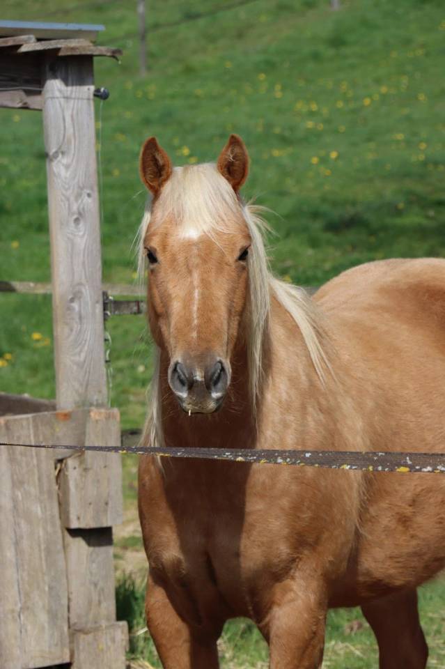 2 chevaux Quarter et Paint horse 