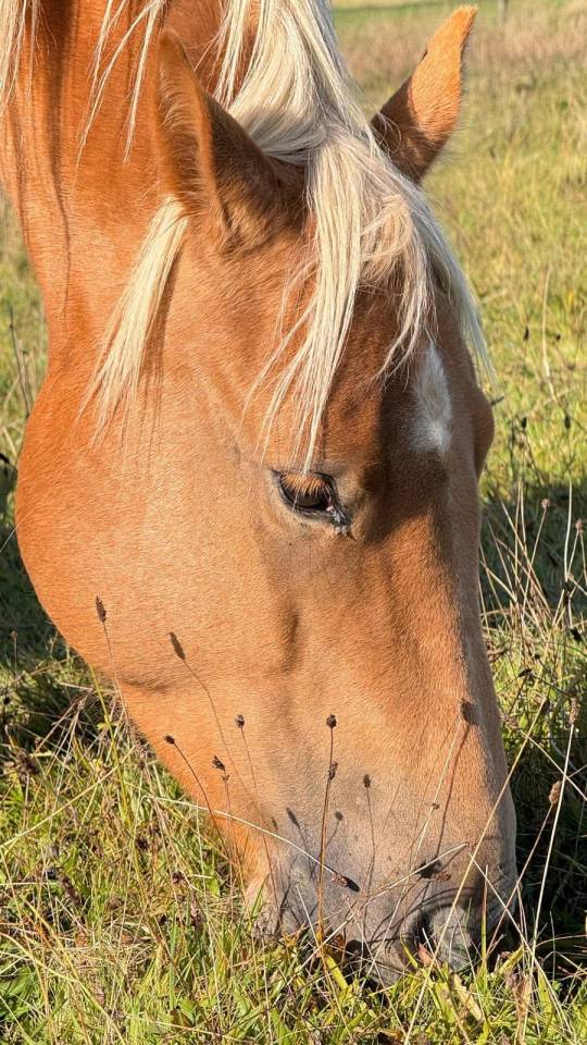2 chevaux Quarter et Paint horse 
