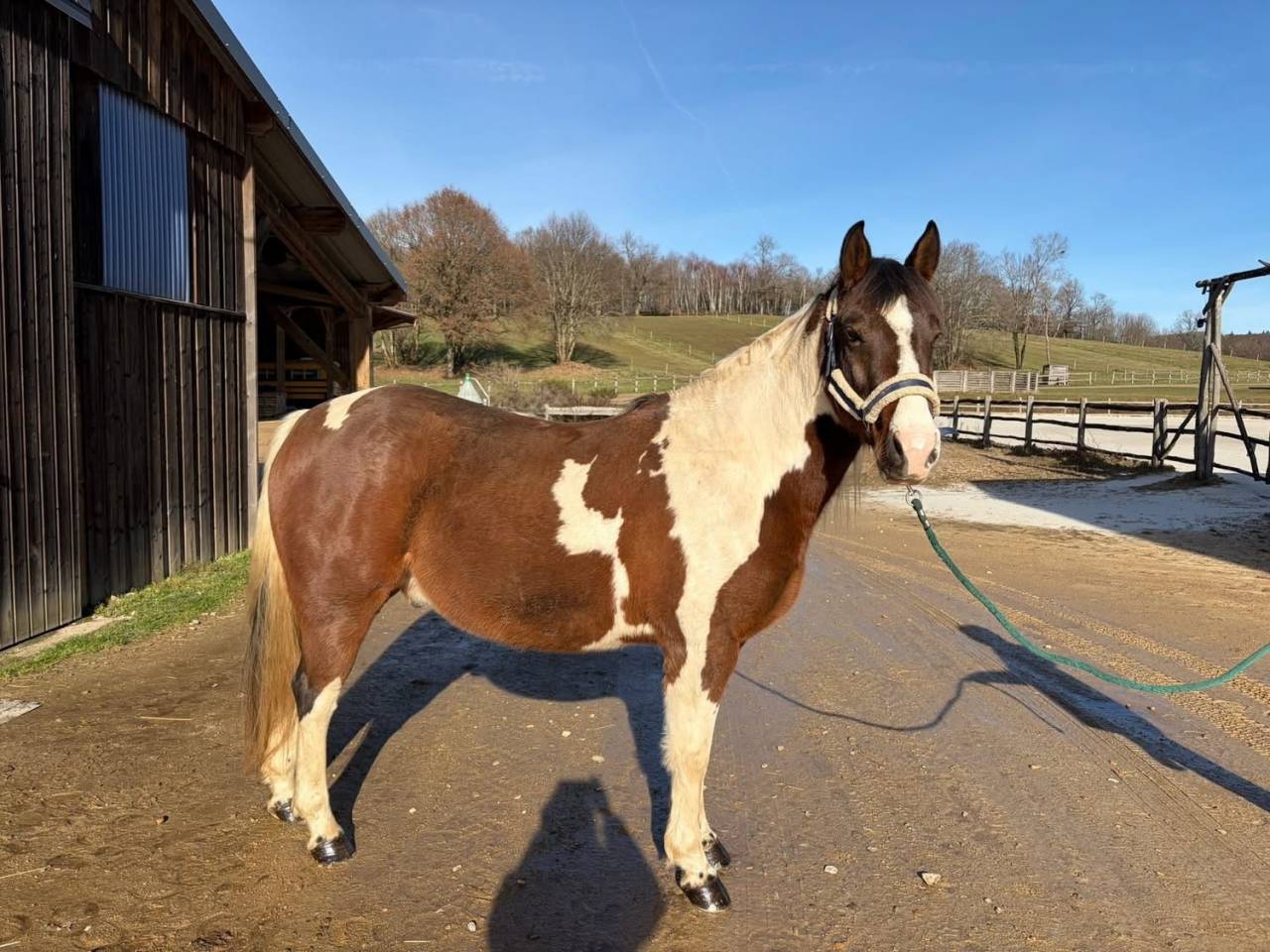 2 chevaux Quarter et Paint horse 