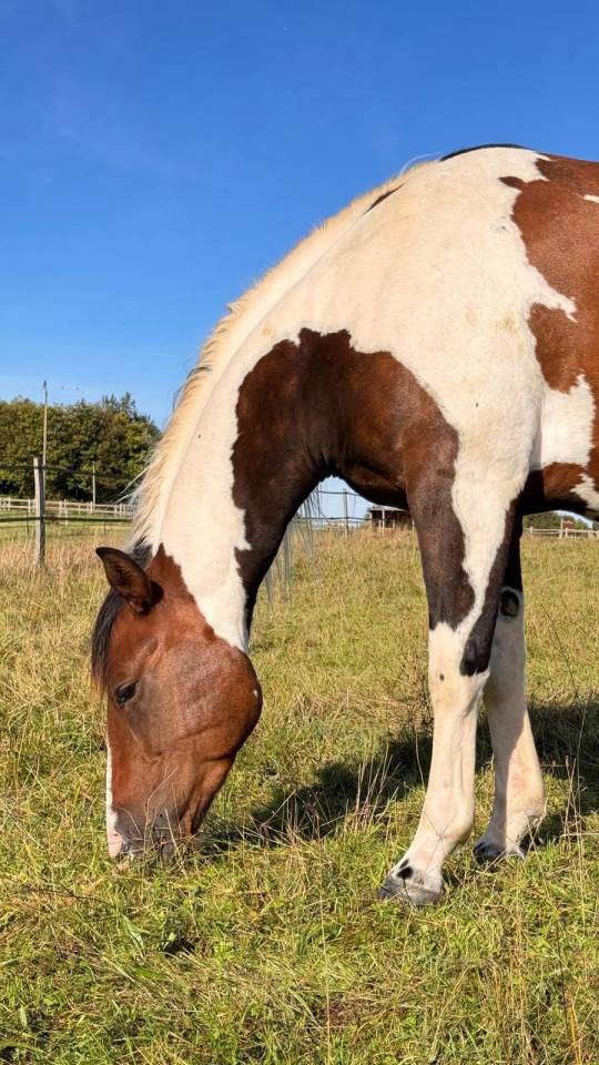 2 chevaux Quarter et Paint horse 