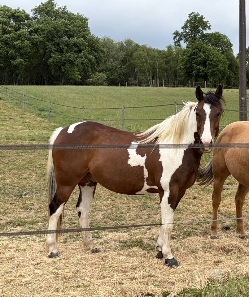 PAINT HORSE PP HONGRE 6 ans 