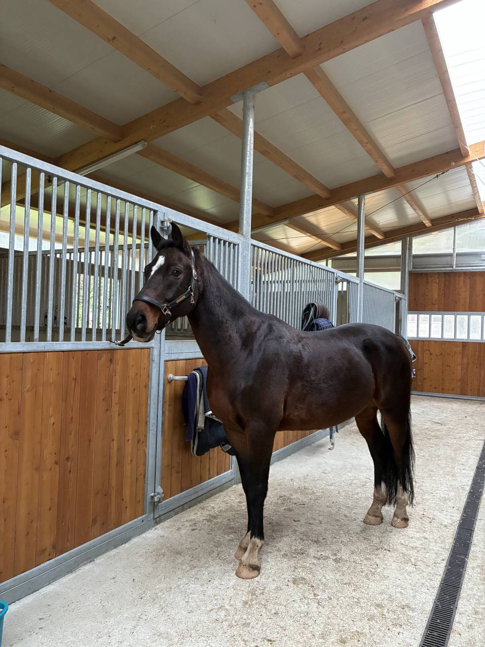 Hongre KWPN - 7ans - dressage 