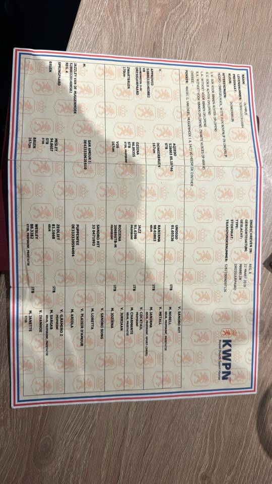 Hongre KWPN - 7ans - dressage 