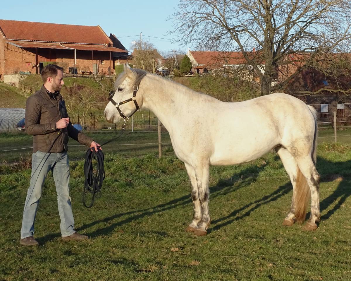 POULINIERE CONNEMARA 12 ANS