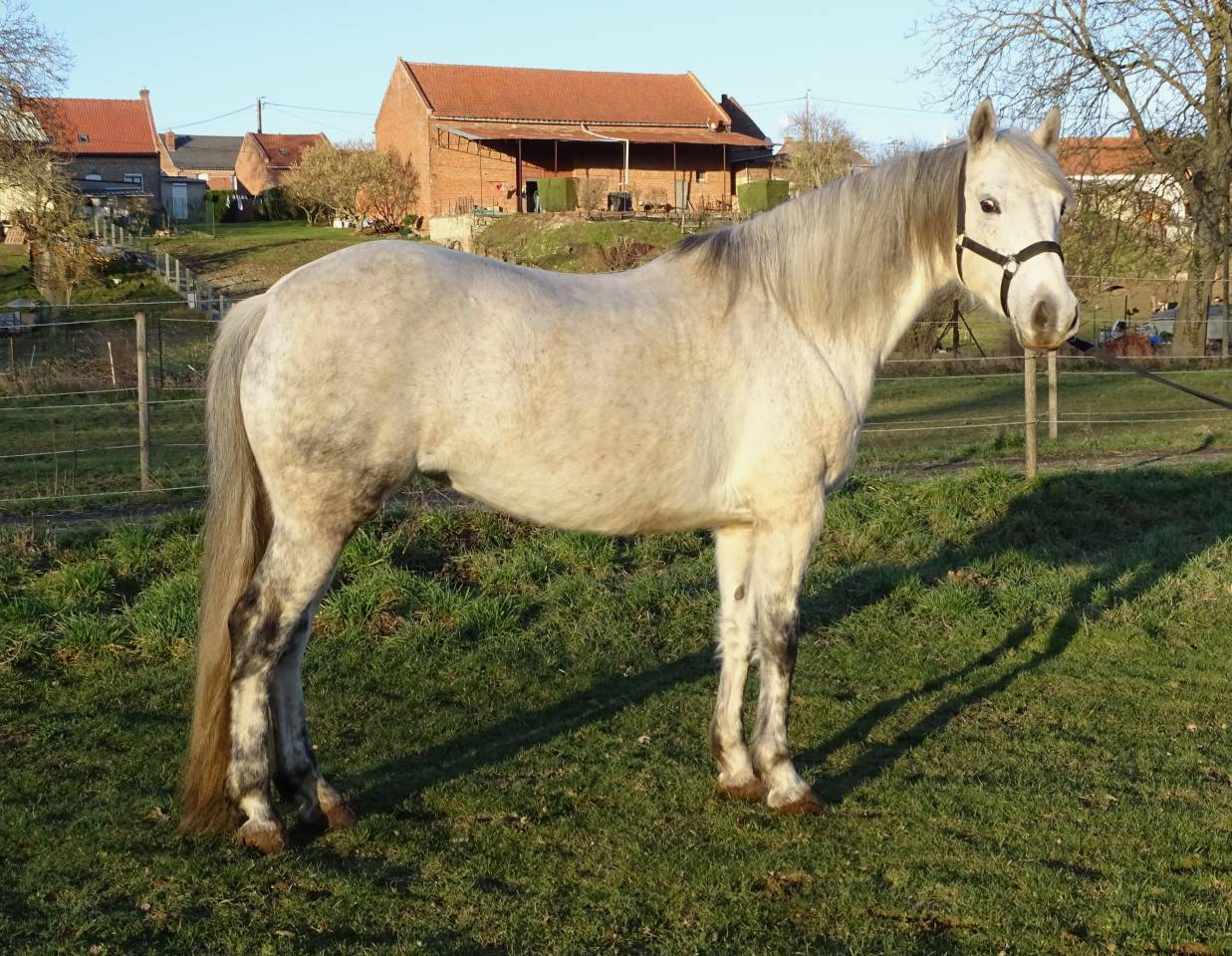 POULINIERE CONNEMARA 12 ANS