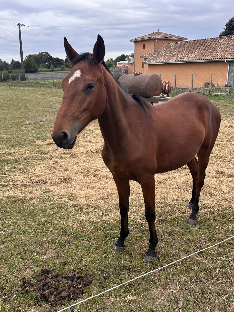 Lot de 3 jeunes chevaux