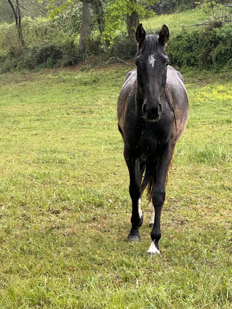 Lot de 3 jeunes chevaux