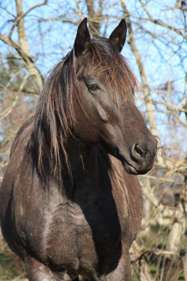 Quarter horse blue roan Homozygote 