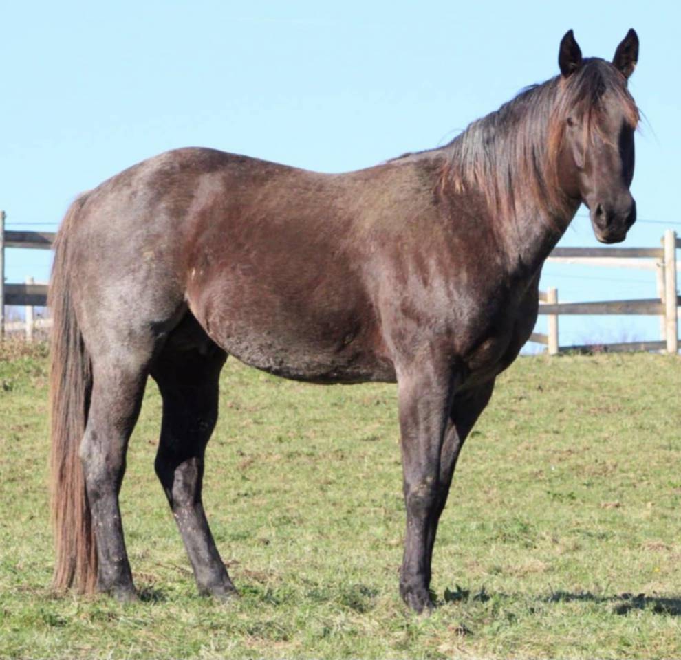 Quarter horse blue roan Homozygote 