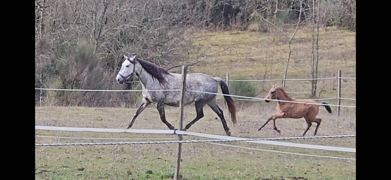 Vends jument Psl suit&eacute;e 