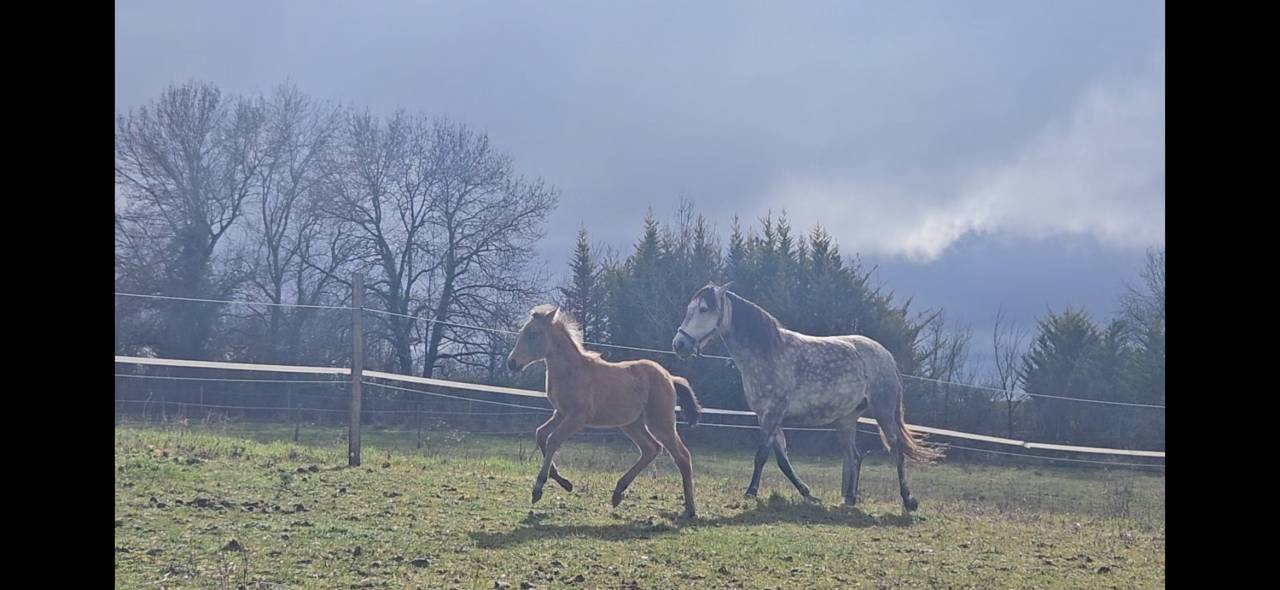 Vends jument Psl suit&eacute;e 