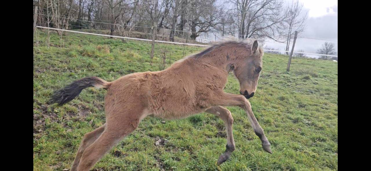 Vends jument Psl suit&eacute;e 