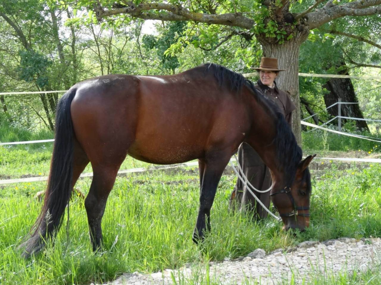 Vends jument Psl suit&eacute;e 