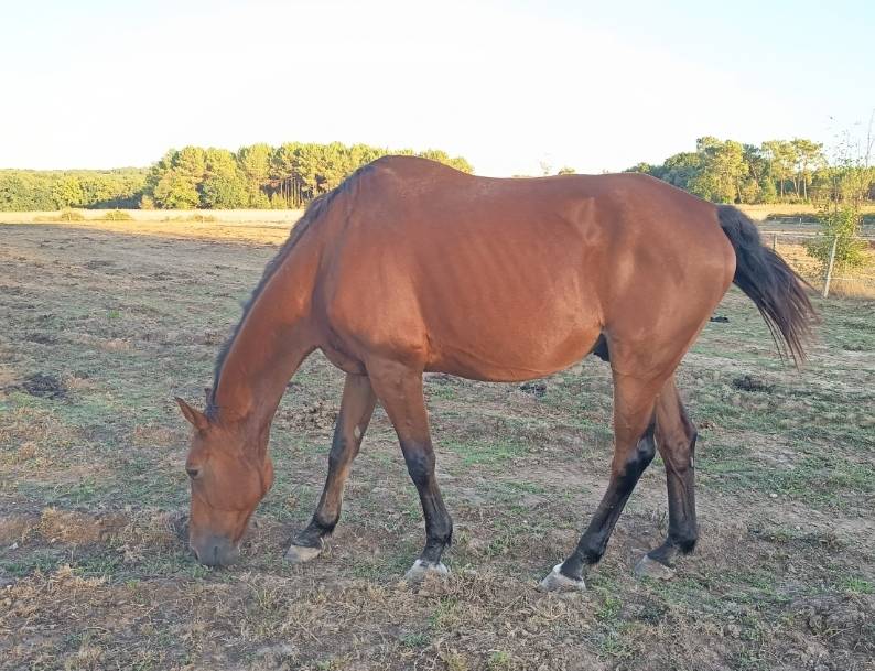 Selle fran&ccedil;ais 22 ans