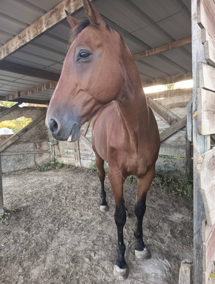 Selle fran&ccedil;ais 22 ans