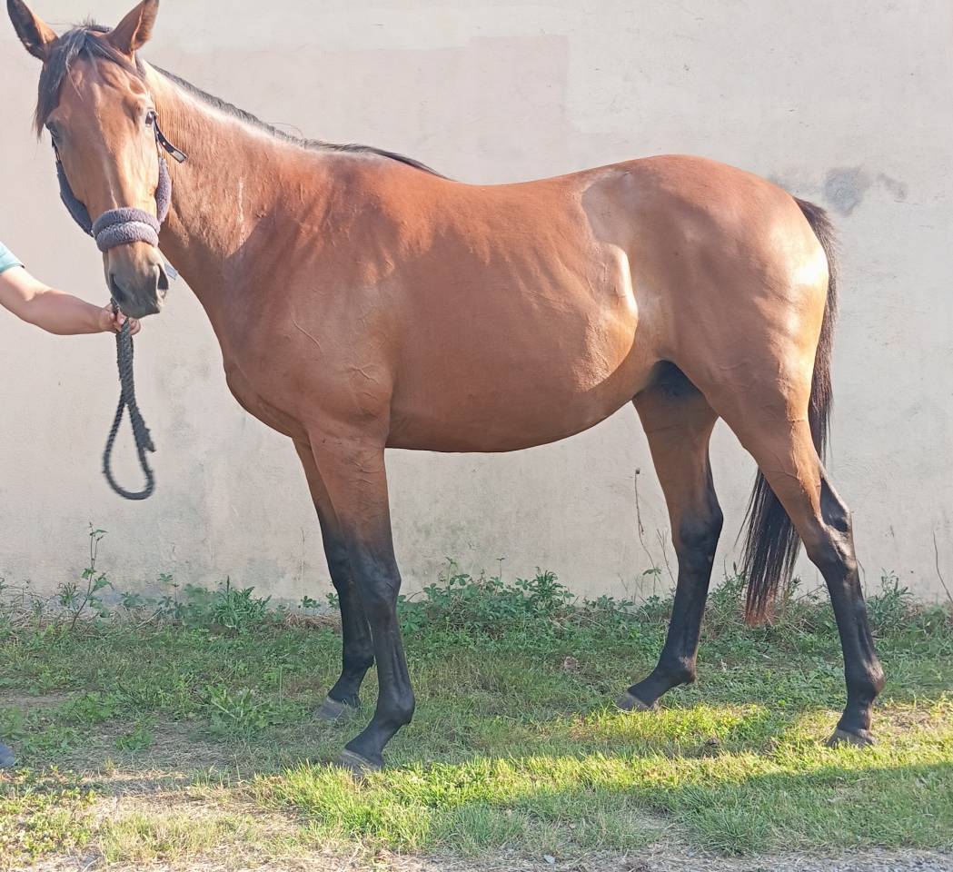 Vendre jument loisirs / &eacute;levage 