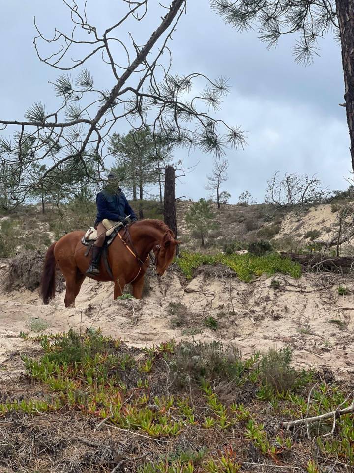 Cavalo puro sangue Lusitano