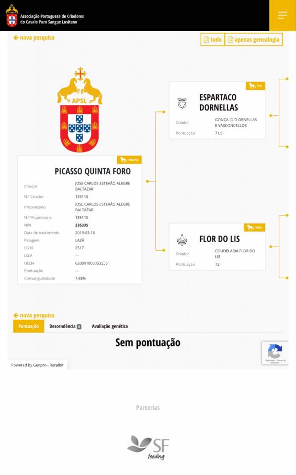 Cavalo puro sangue Lusitano