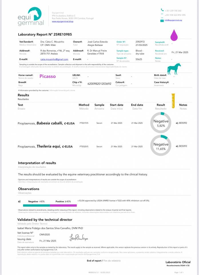 Cavalo puro sangue Lusitano