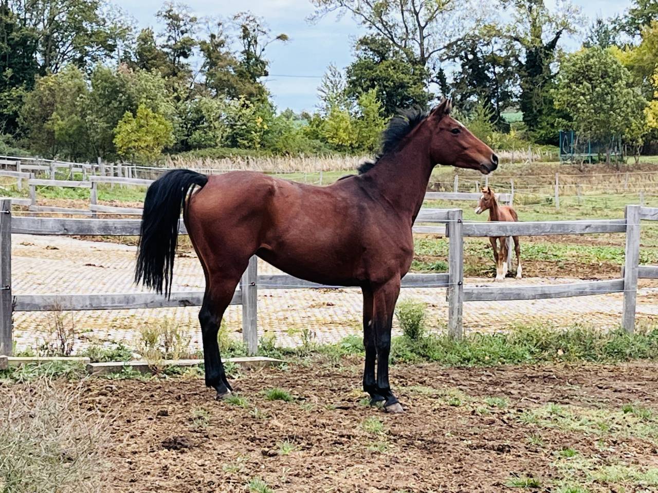 A vendre tr&egrave;s belle jument oldenbourg pour &eacute;levage 