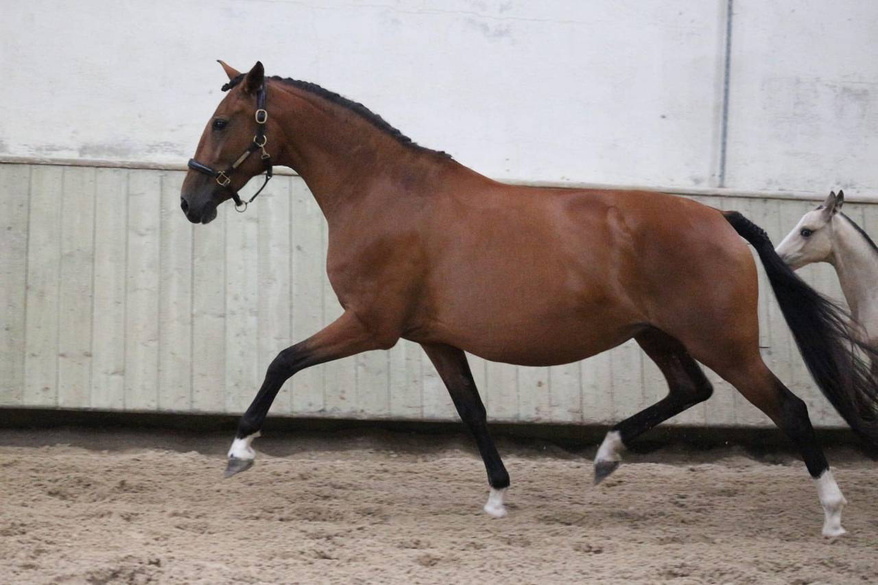 Magnifique Jument PSL 