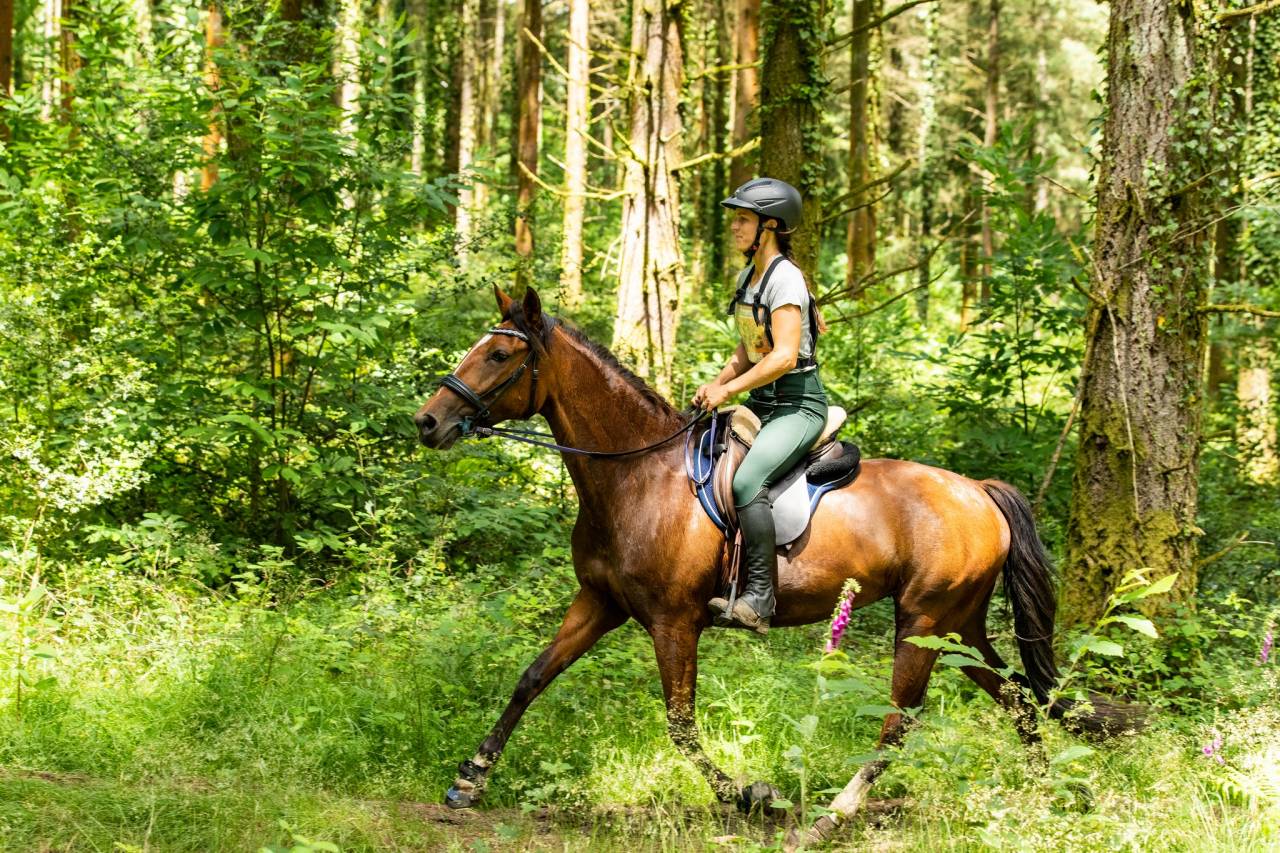 Magnifique Jument PSL 