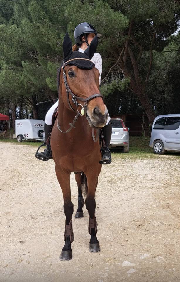 Cheval de sport polyvalent