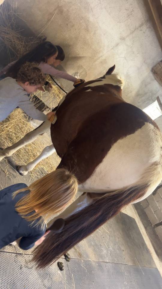 Jument poulini&egrave;re ONC 