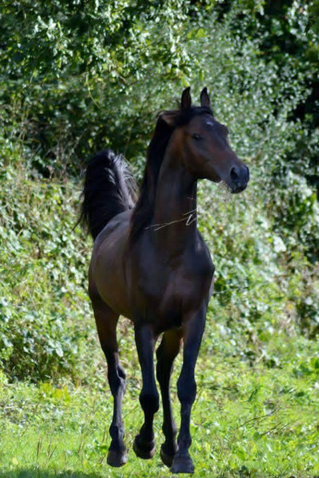 Cheval pur sang arabe