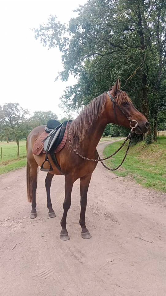 Cheval pur sang arabe