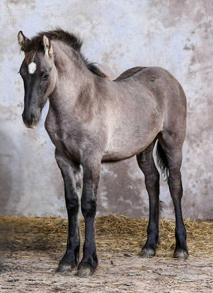 Poulain crois&eacute; frison grullo