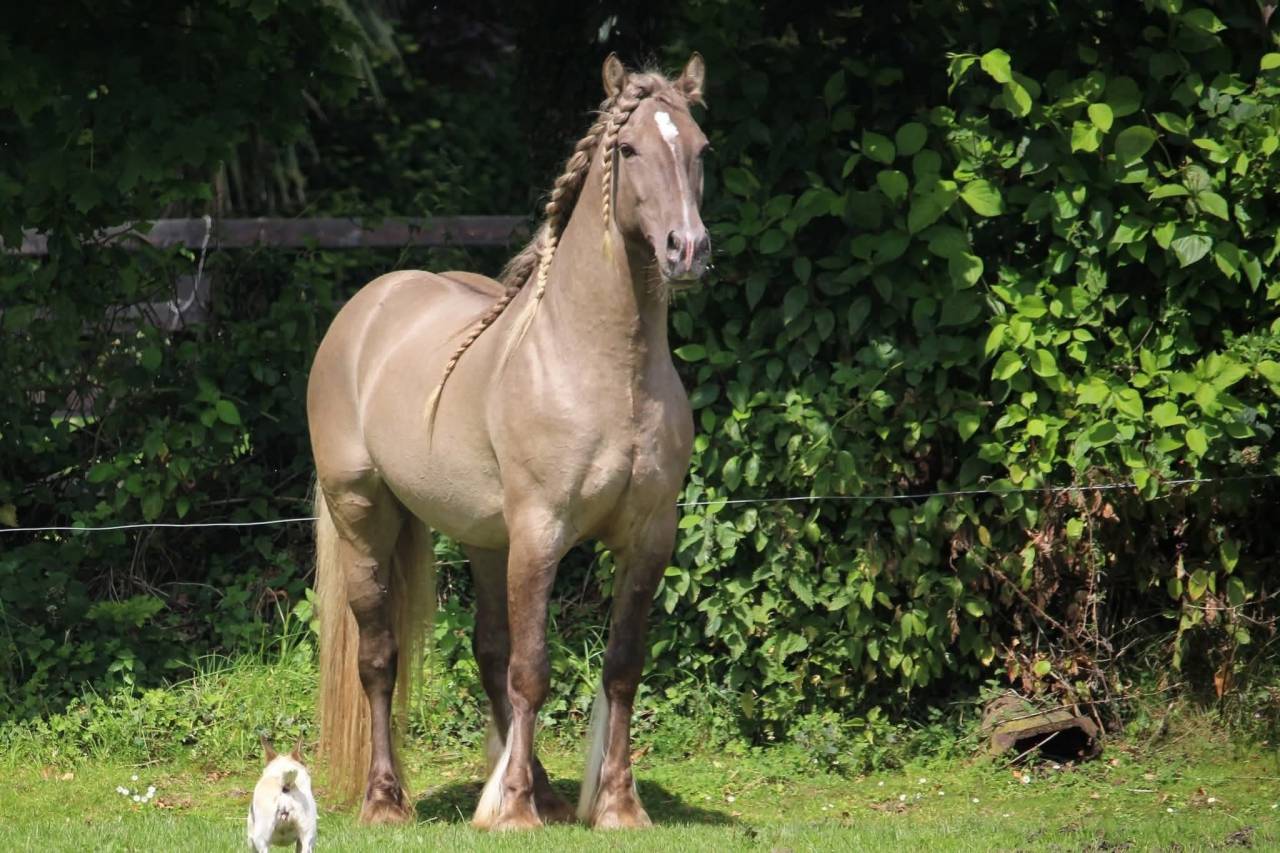 Poulain crois&eacute; frison grullo