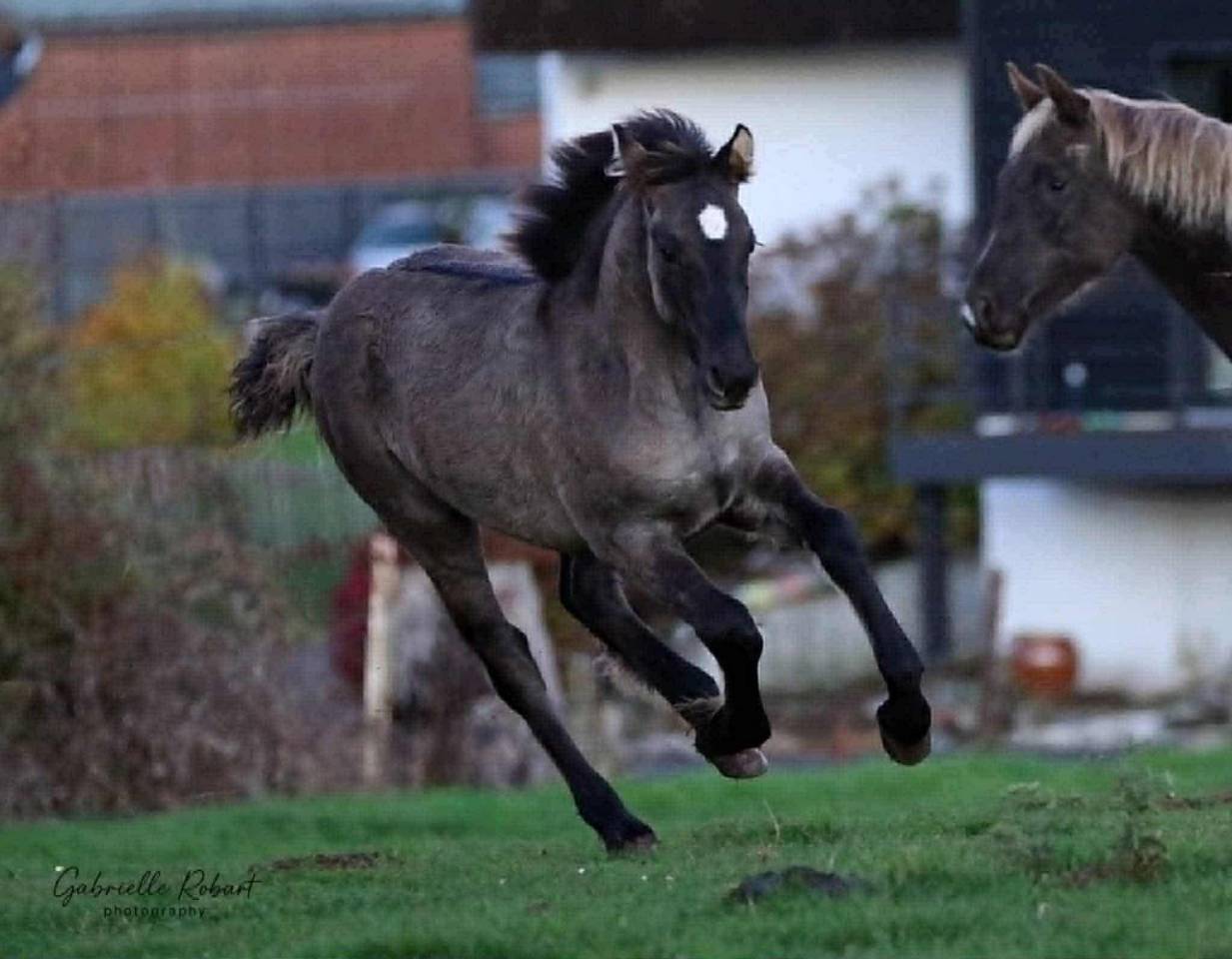 Poulain crois&eacute; frison grullo