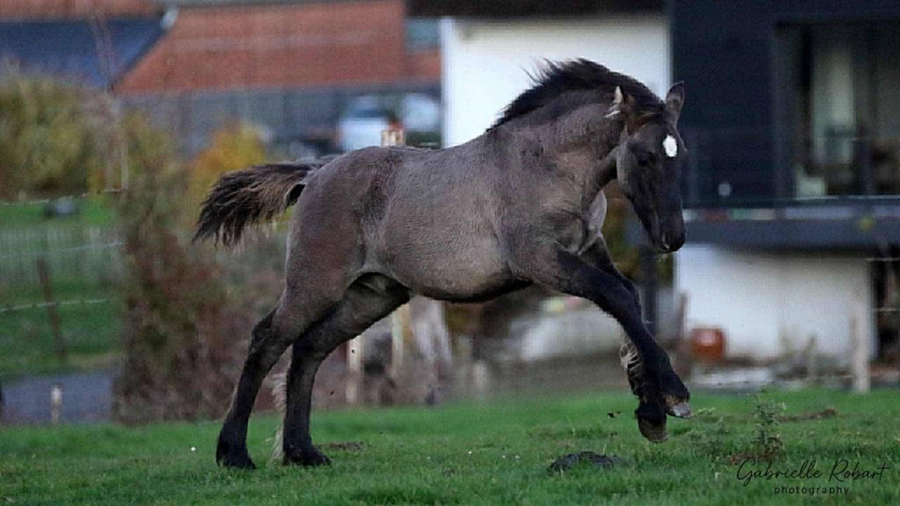 Poulain crois&eacute; frison grullo